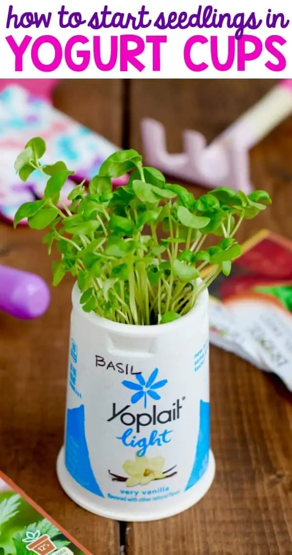 Basil is sprouting out of a Yoplait Light yogurt cup.