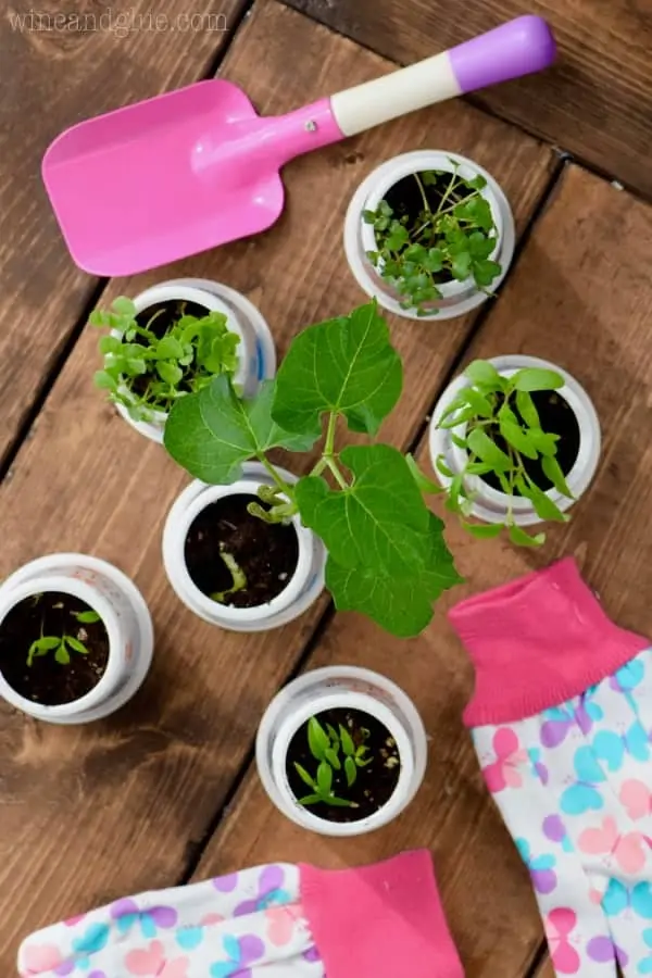 Some herbs are sprouting out of the yoplait cup. 