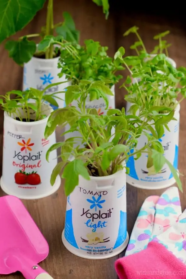 Some herbs are sprouting out of the yoplait cup. 