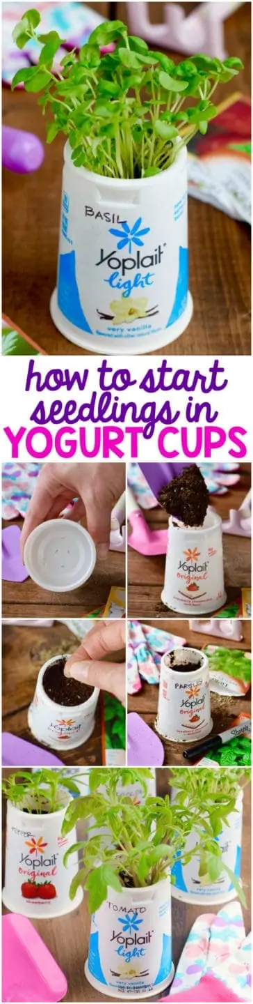 The instructions on sprouting herbs from a yoplait cup 
