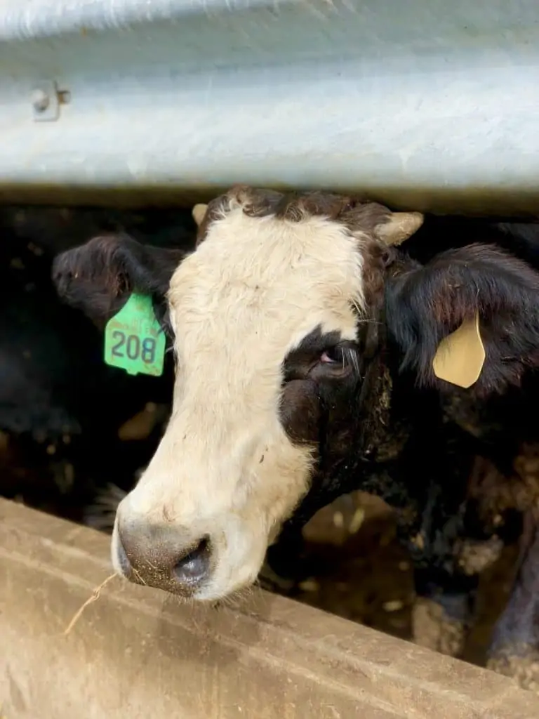 A close up photo of a dairy cow's face