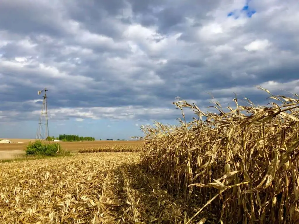 A photo of a corn field with half of the field cut