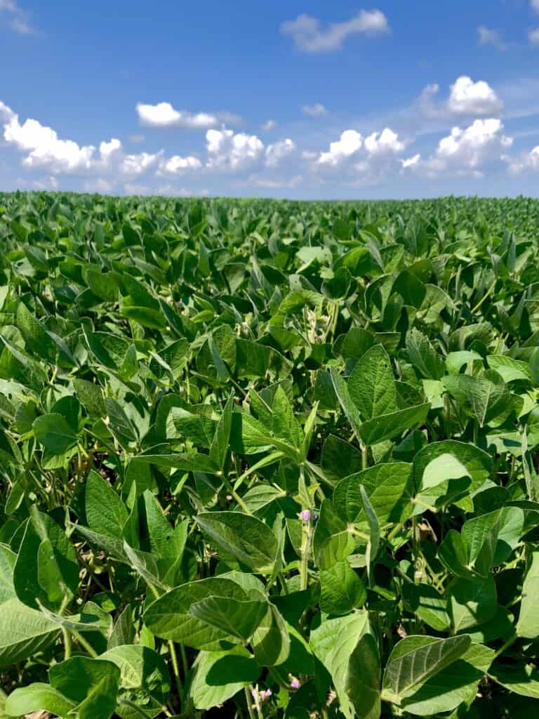 picture of a field of soybeans