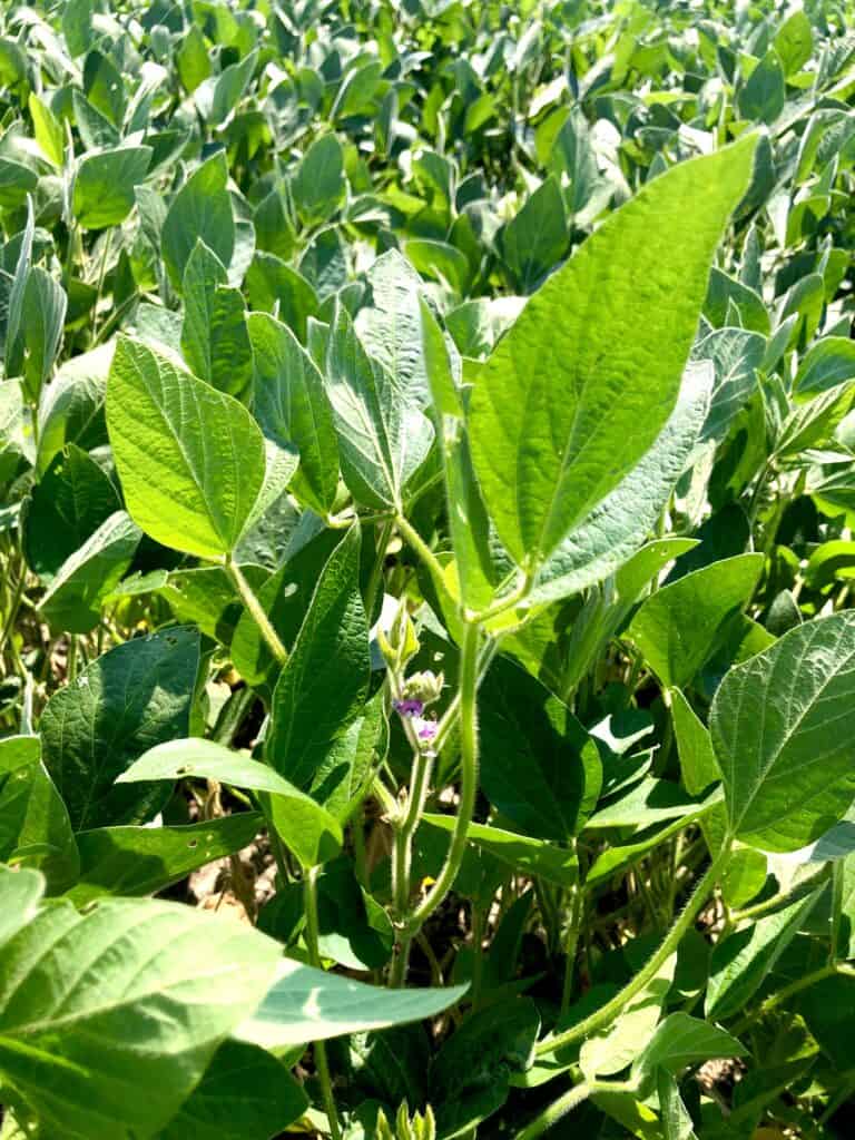 close up of a soybean plant