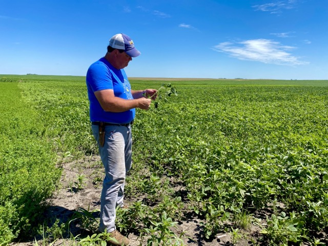 farmer standing a soy bean farm