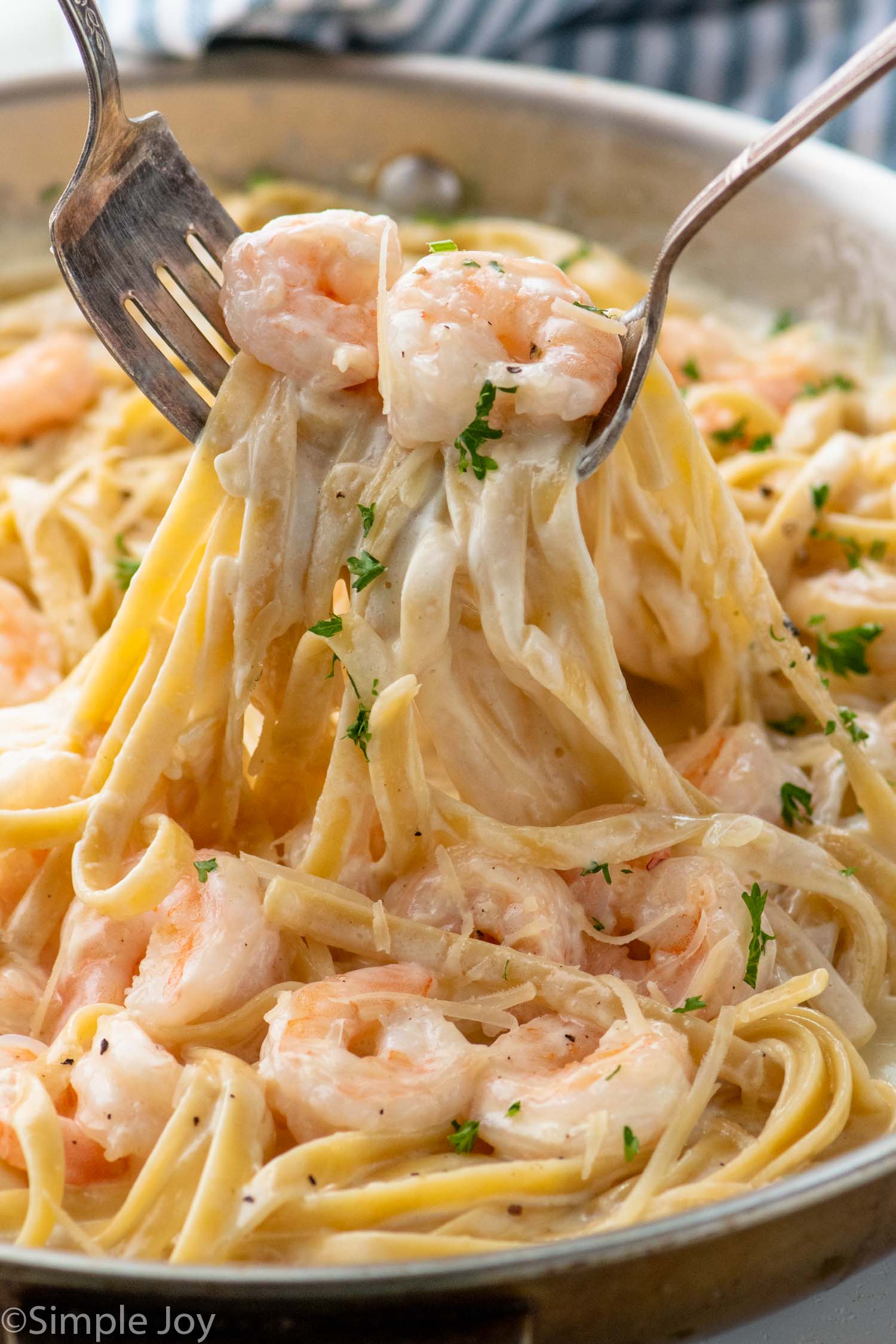 Two forks lifting up serving of Shrimp Alfredo from skillet.